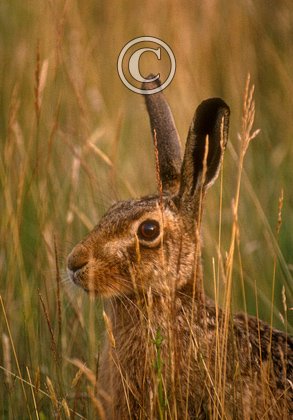 Brown Hare DM1185